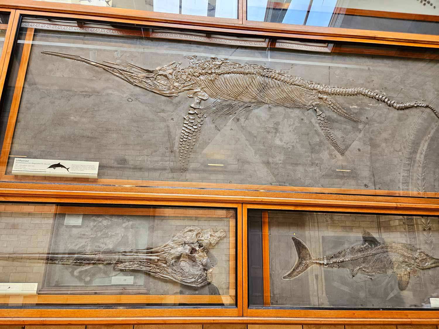 Fósil de ictiosaurio en el Museo de Historia Natural de Londres a la salida de la exposición Jurassic Oceans