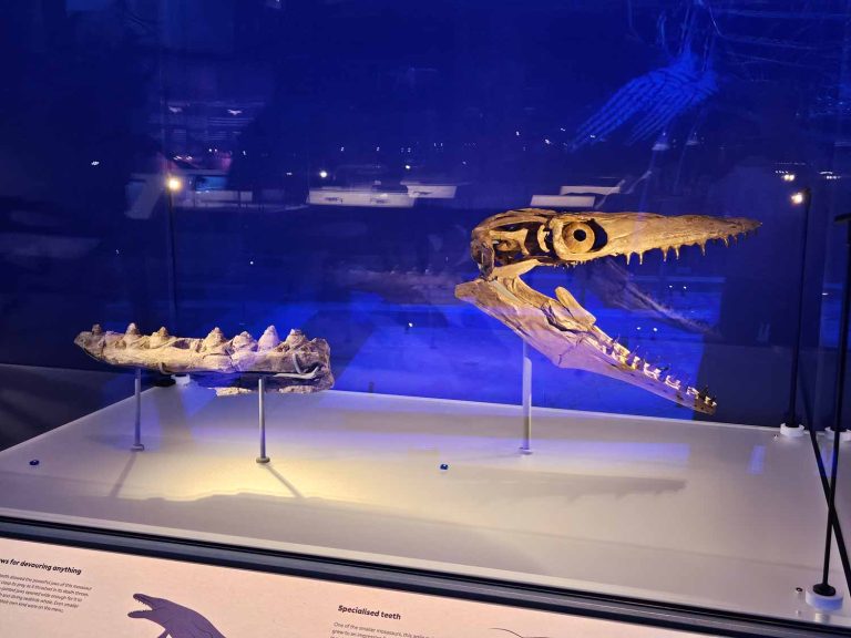 Eomesodon Jurassic Oceans review, Natural History Museum - MUMMYTRAVELS