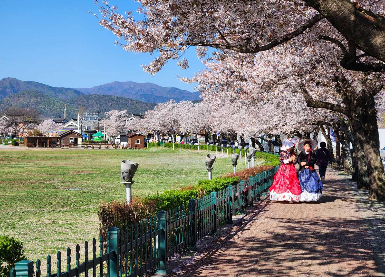 Two women in traditional hanbok dress walk under the cherry blossom during a visit to Gyeongju with kids