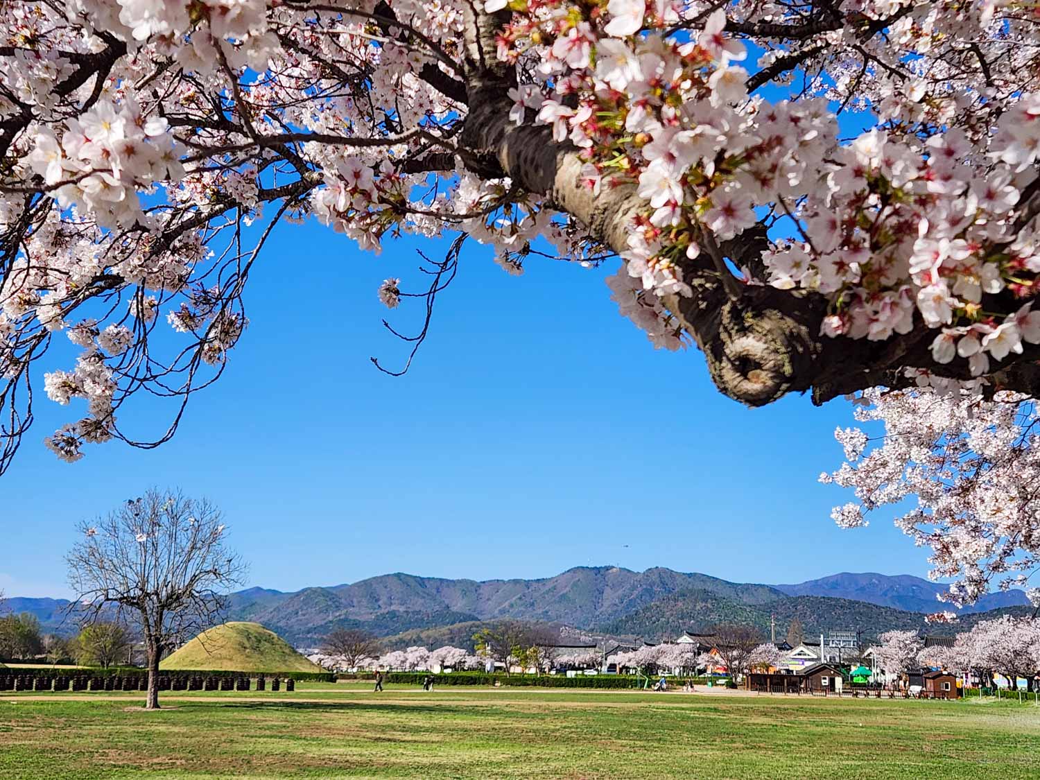 View of the mountains and one of the mounds of a royal tomb seen under an arch of cherry blossom - my top things to do in Gyeongju with kids
