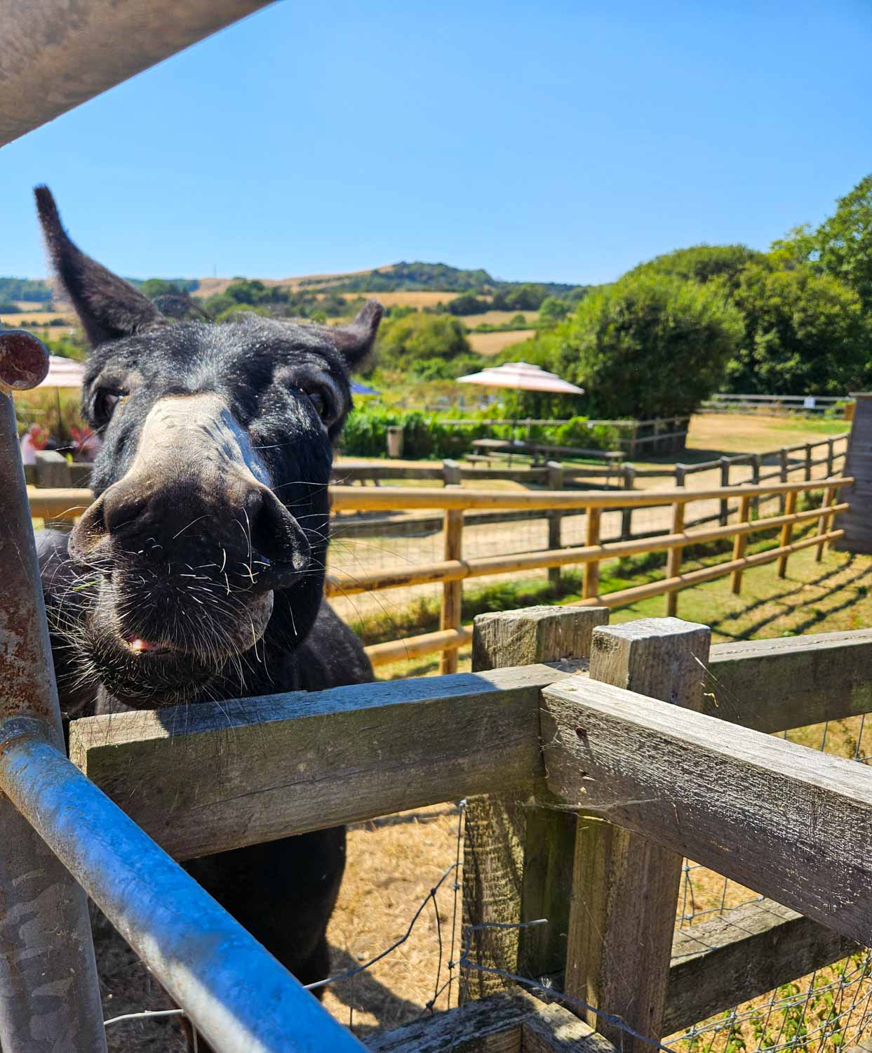 Donkey looking over a fence at the Isle of Wight donkey sanctuary - a visit is one of the best things to do on the Isle of Wight with kids