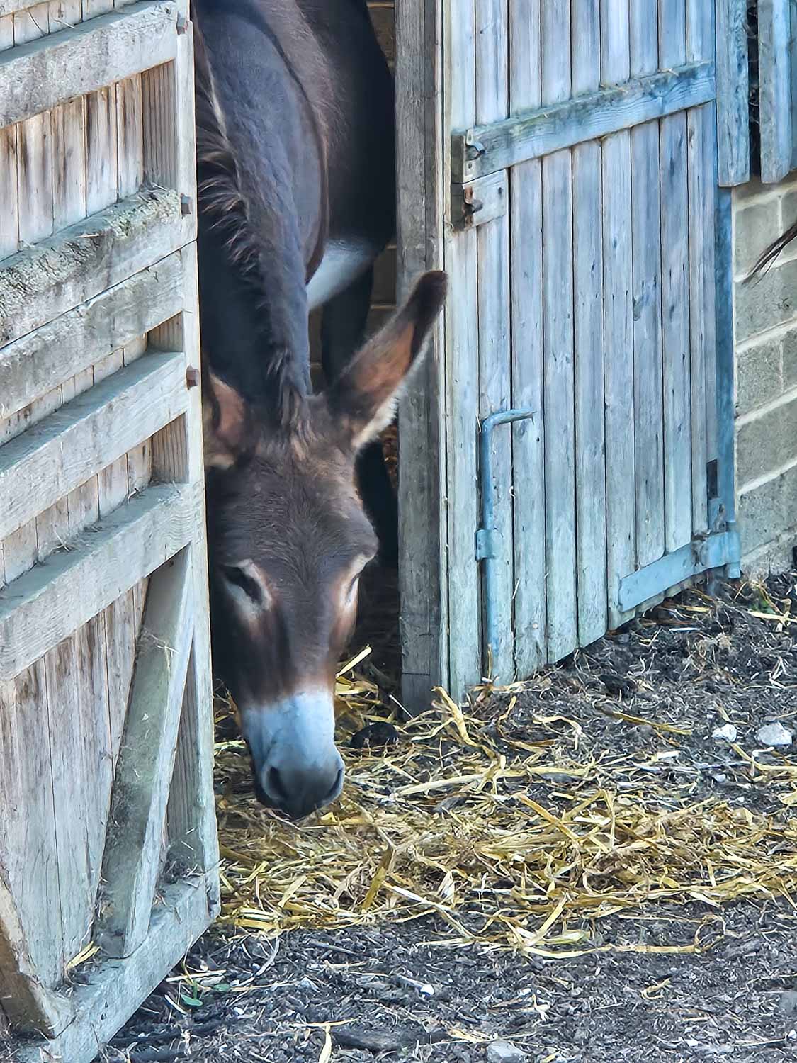 Donkey head poking out of a barn at the Isle of Wight donkey sanctuary - a visit is one of the best things to do on the Isle of Wight with kids