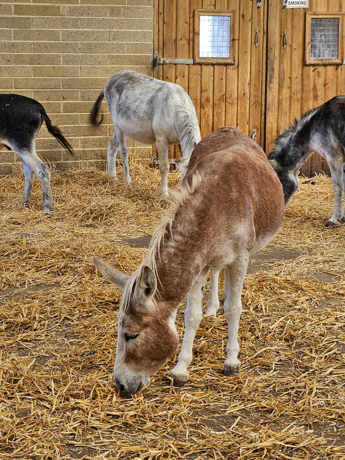 Donkeys inside one of the barns at the Isle of Wight donkey sanctuary - a visit is one of the best things to do on the Isle of Wight with kids