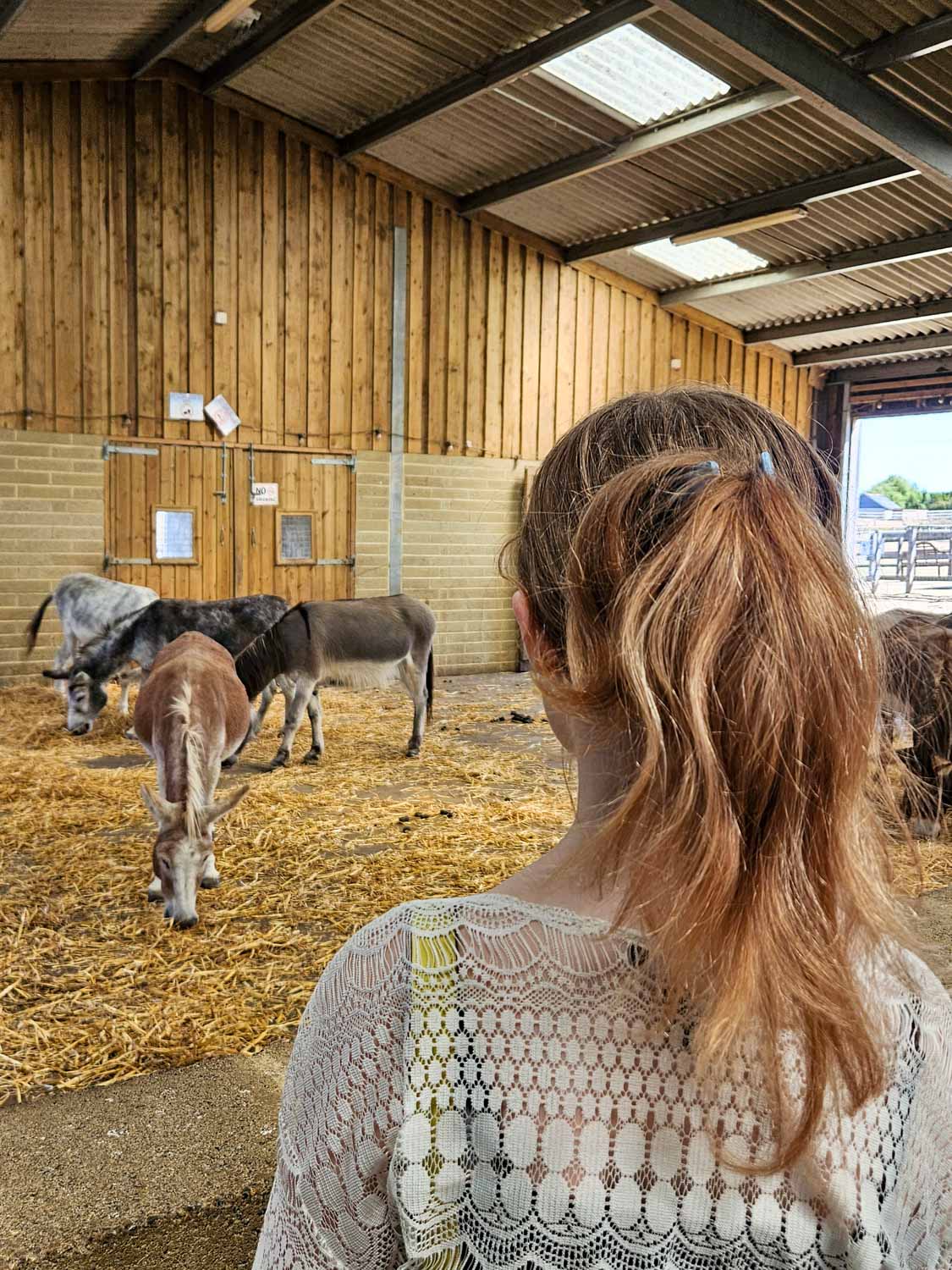 My daughter looks at some of the donkeys at the Isle of Wight donkey sanctuary - a visit is one of the best things to do on the Isle of Wight with kids