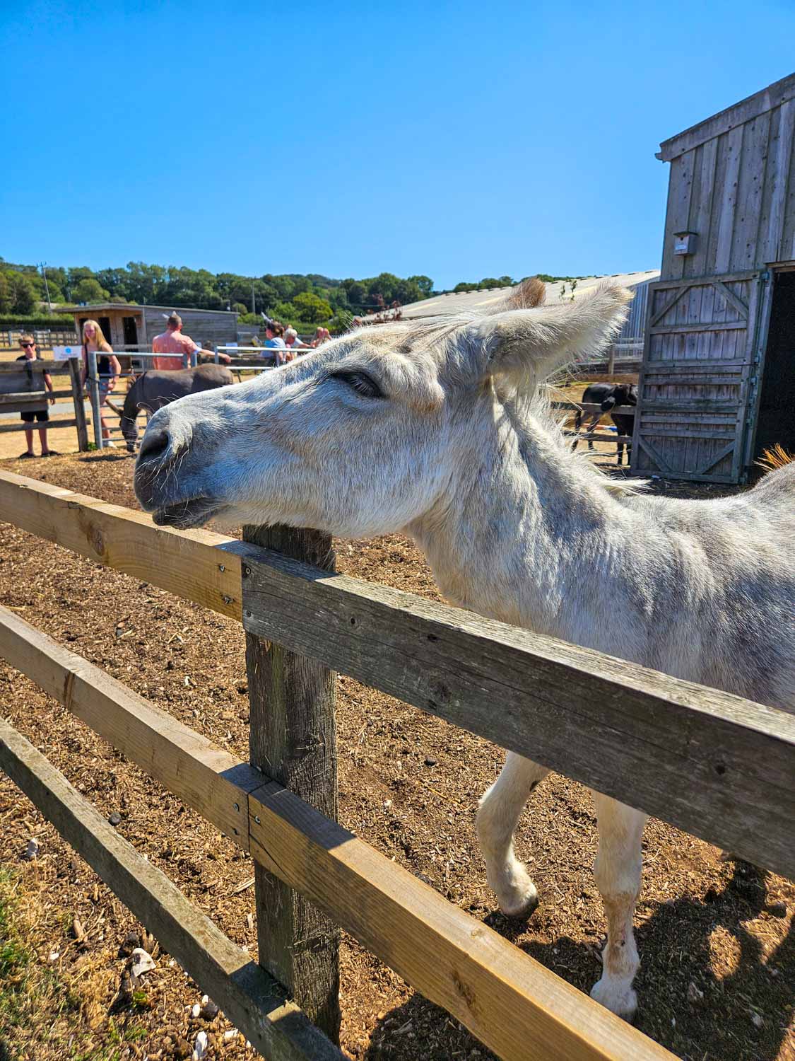 White donkey looking over a fence at the Isle of Wight donkey sanctuary - a visit is one of the best things to do on the Isle of Wight with kids