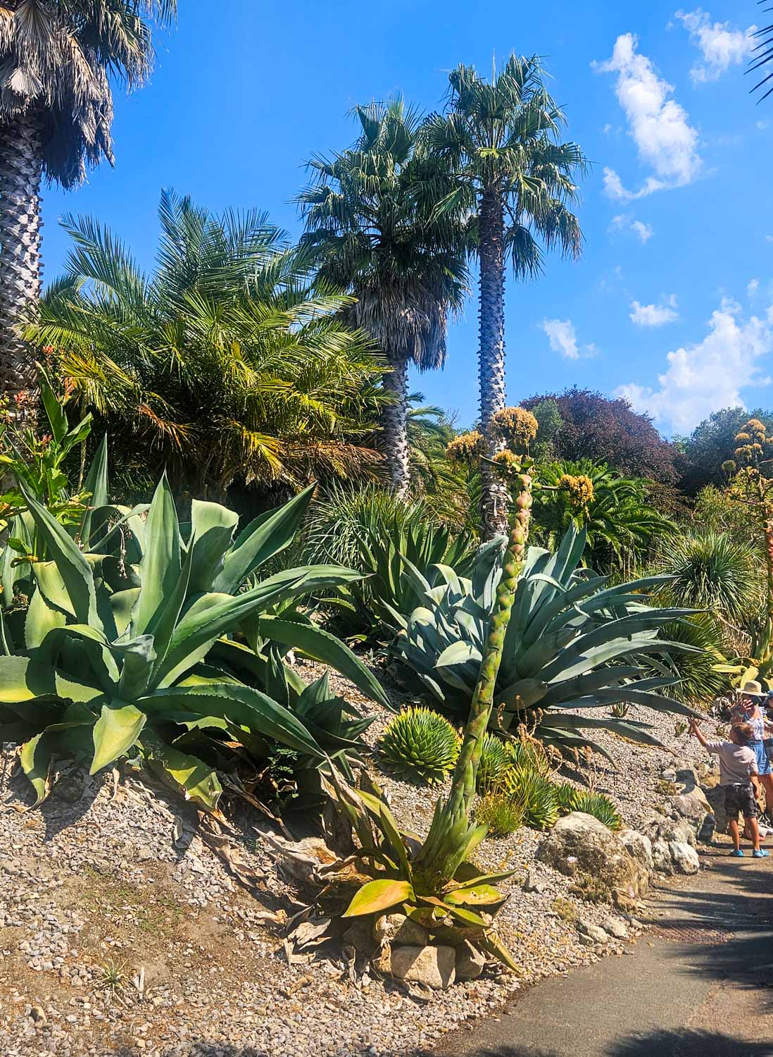 Giant palms and other unusual plants at Ventnor Botanic Garden - a visit is one of the best things to do on the Isle of Wight with kids