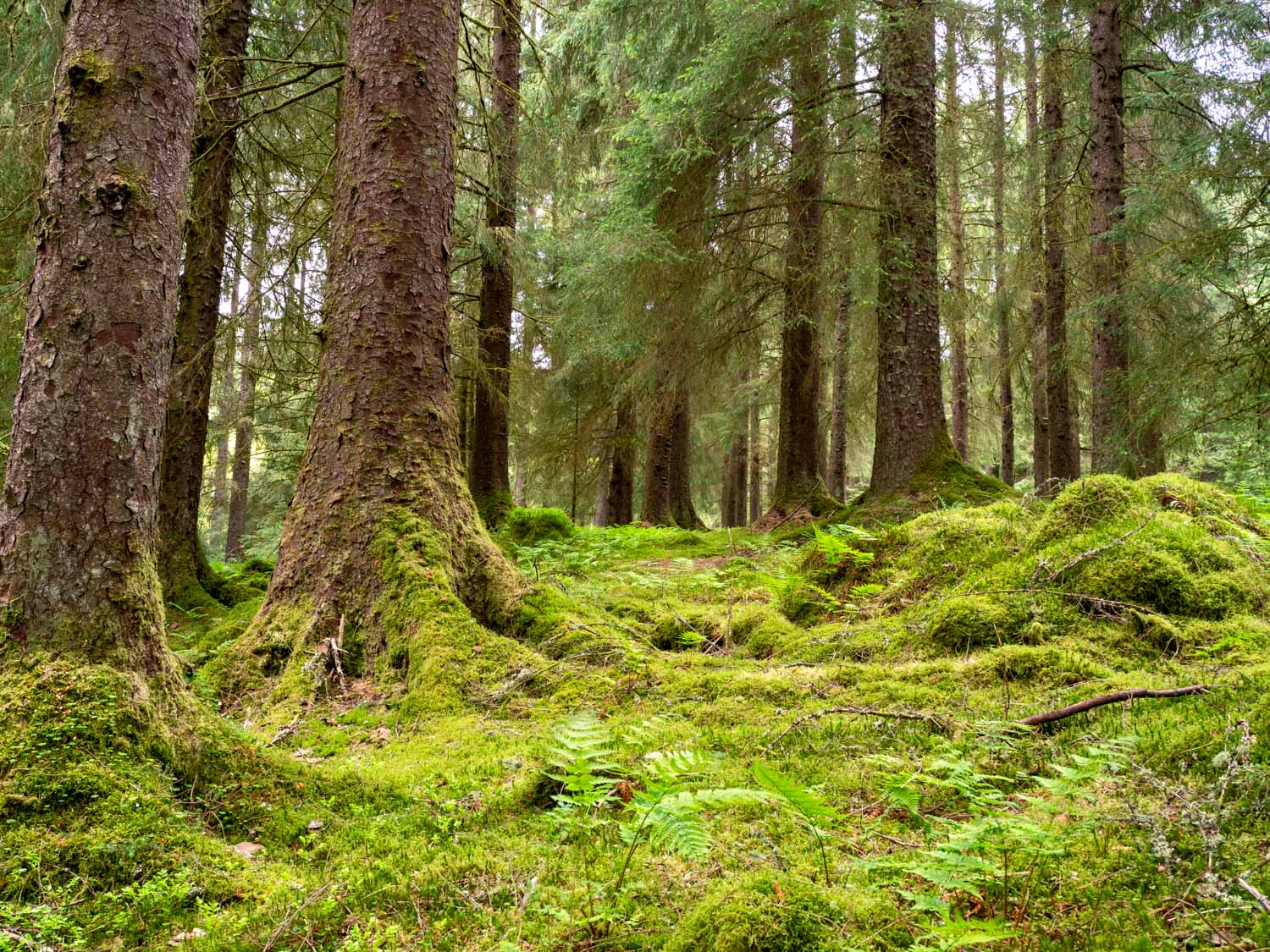 Moss and ferns around the base of trees in Argyll Forest Park - one of the best places to get outdoors near Loch Lomond with kids