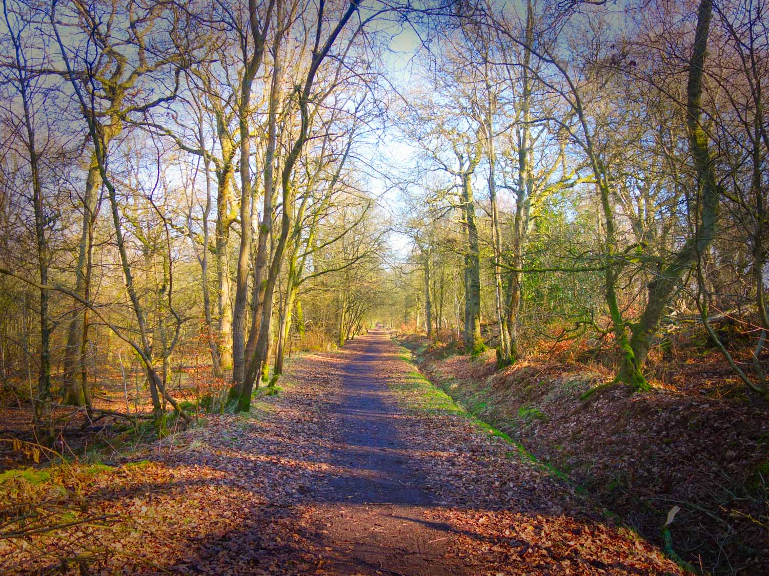 Forest walk during late autumn with few leaves on the trees and lots on the ground, in the area around the Falkirk Wheel - my pick of the best things to do in Falkirk with kids