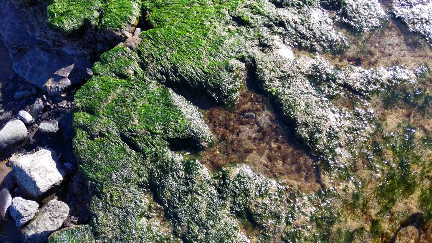 View of a fossilied dinosaur footprint on Staffin (An Corran) beach - one of the unusual things to do in the Isle of Skye with kids