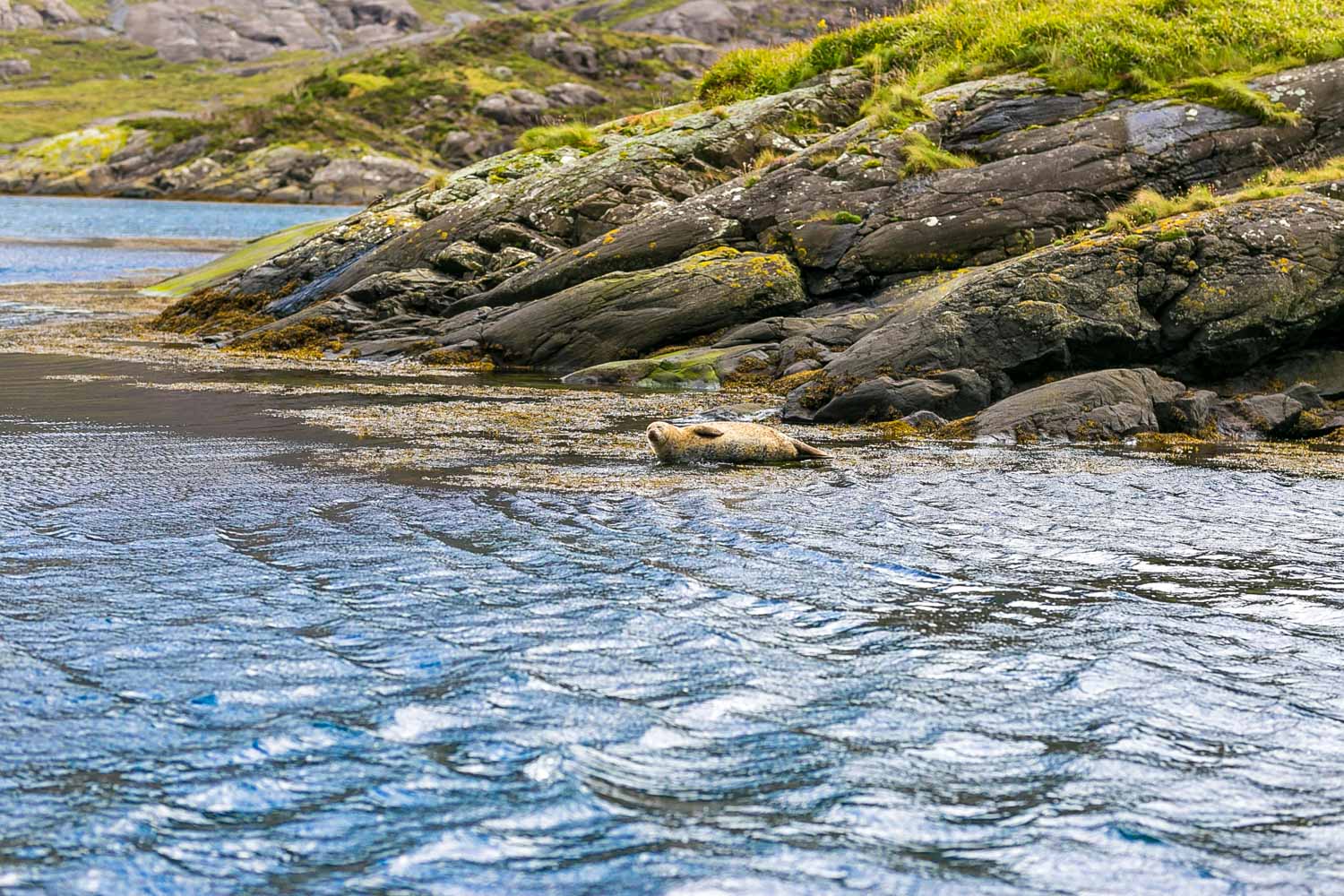 Seal lounging on the coast of the Isle of Skye - boat trips are one of the best things to do on Skye with kids