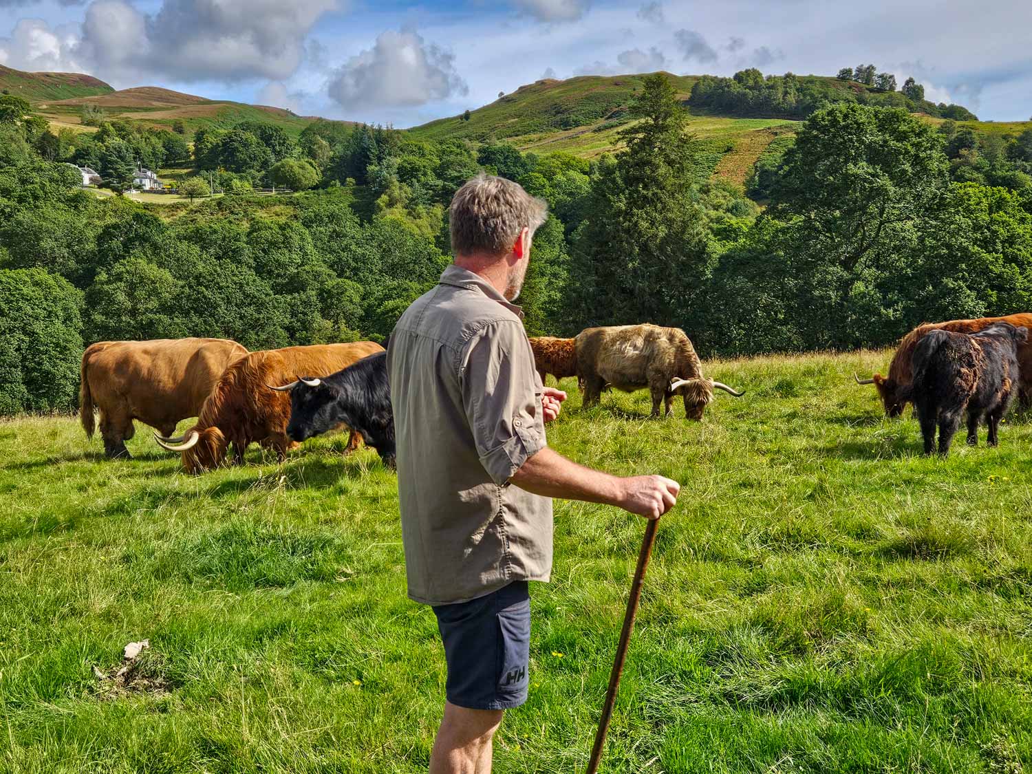 Matt, the owner of Nether Glenny farm in a field with some of his Highland Cows - meeting Highland cows is one of the best things to do in Loch Lomond with kids