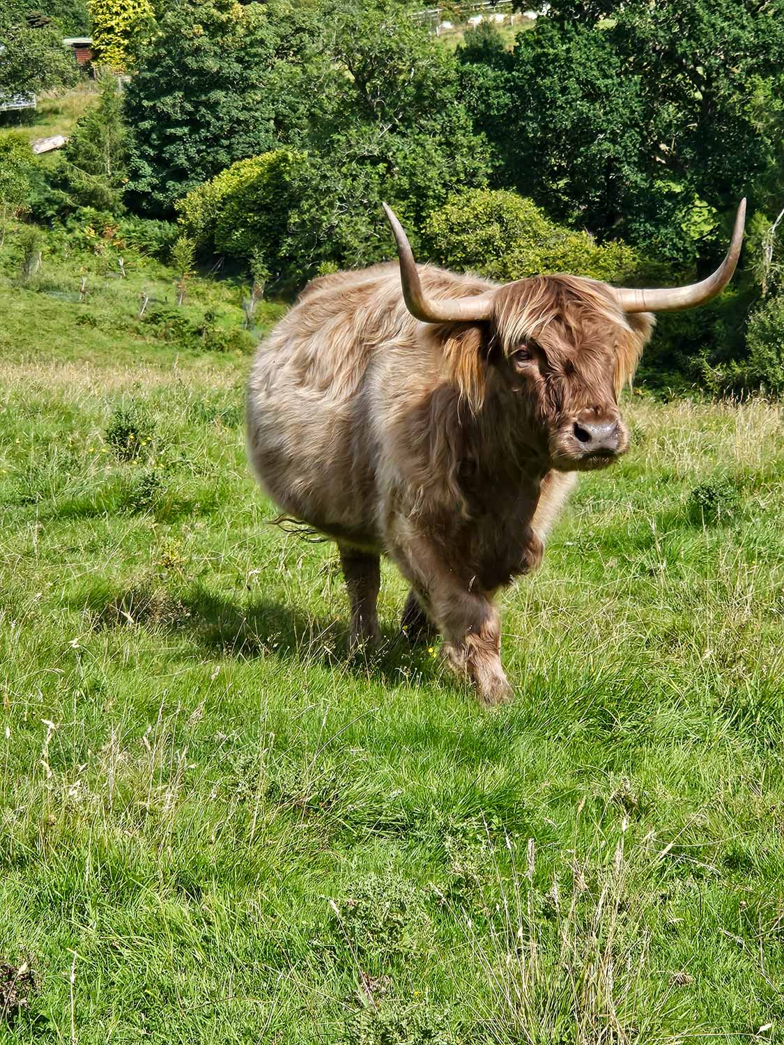 Brown Highland Cow in a field at Nether Glenny farm - meeting Highland cows is one of the best things to do in Loch Lomond with kids