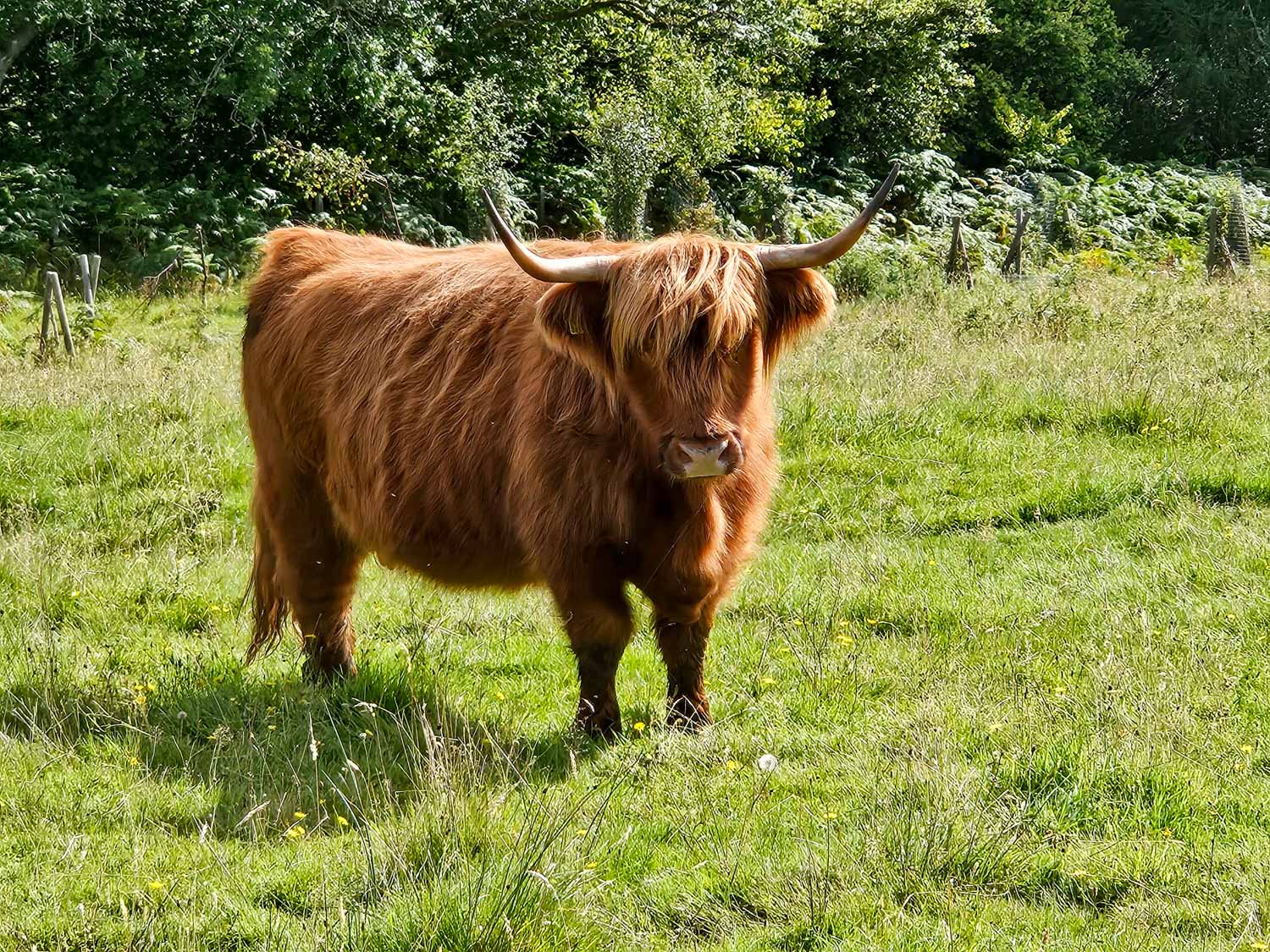 Highland Cow in a field at Nether Glenny farm - meeting Highland cows is one of the best things to do on a Scotland road trip with kids