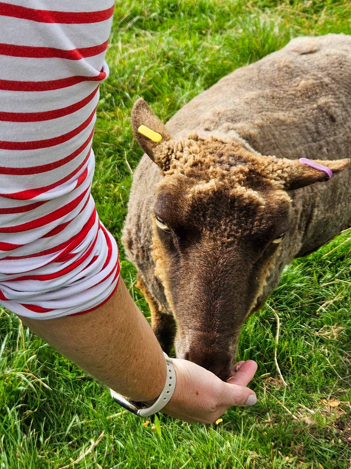 Sheep feeding from my hand at Nether Glenny farm - one of the fun experiences to discover at Loch Lomond with kids