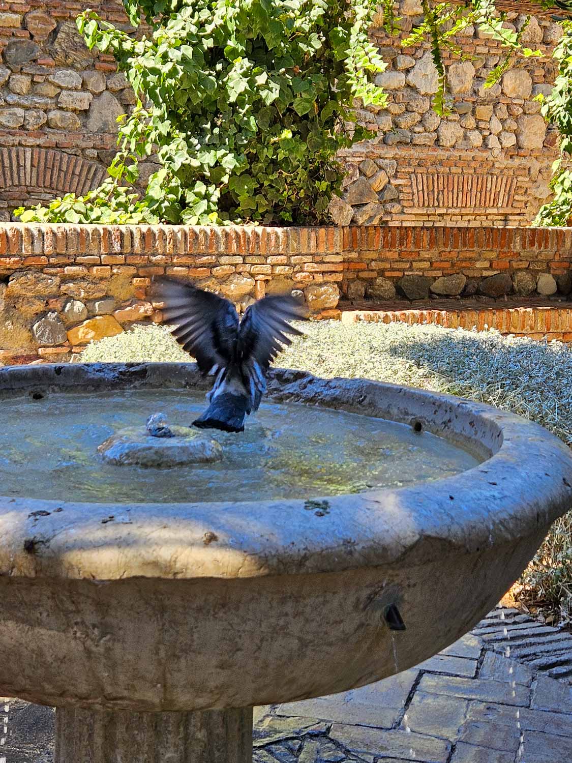 Pigeon landing in a bird bath in one of the courtyards of the Alcazaba in Malaga - one of the best places to visit in Malaga with kids