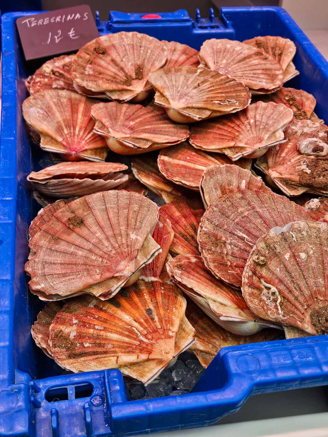 A blue box filled with scallop shells in Atarazanas market in Malaga - a visit is one of the unmissable things to do in Malaga with kids