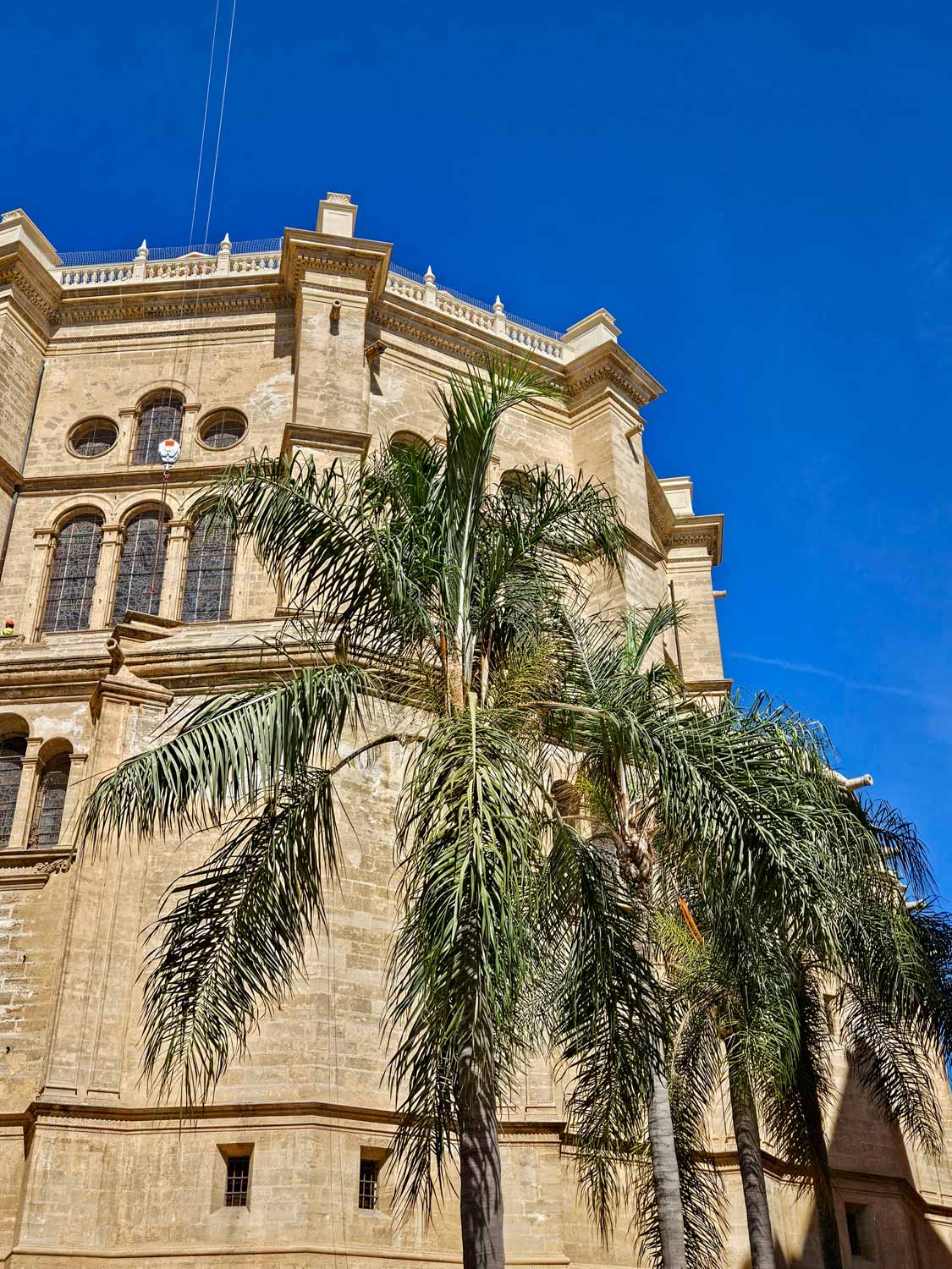 View of part of the cathedral behind a palm tree in Malaga - one of the many historic places to visit in Malaga with kids