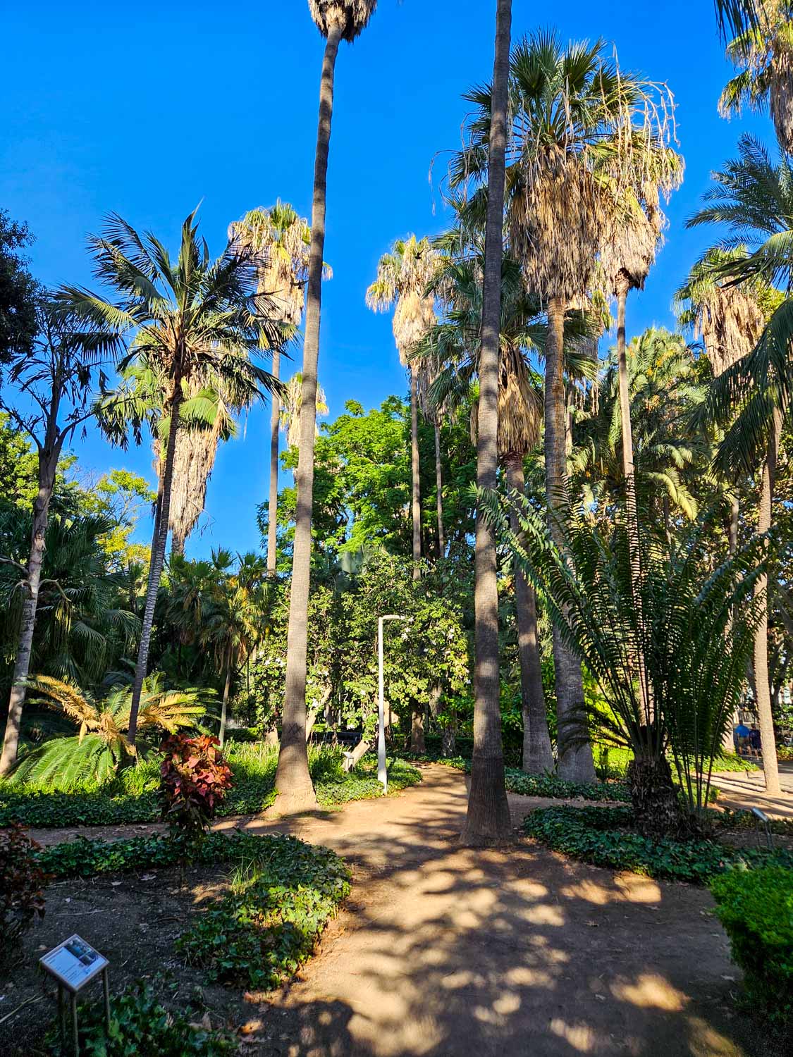 Path in Paseo del Parque, shaded by palm trees - a visit is one of the best things to do in Malaga with kids
